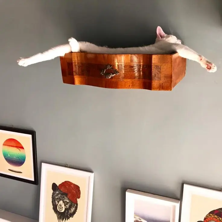 cat 4