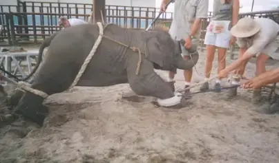 Filhote durante treinamento na Ringling Bros.