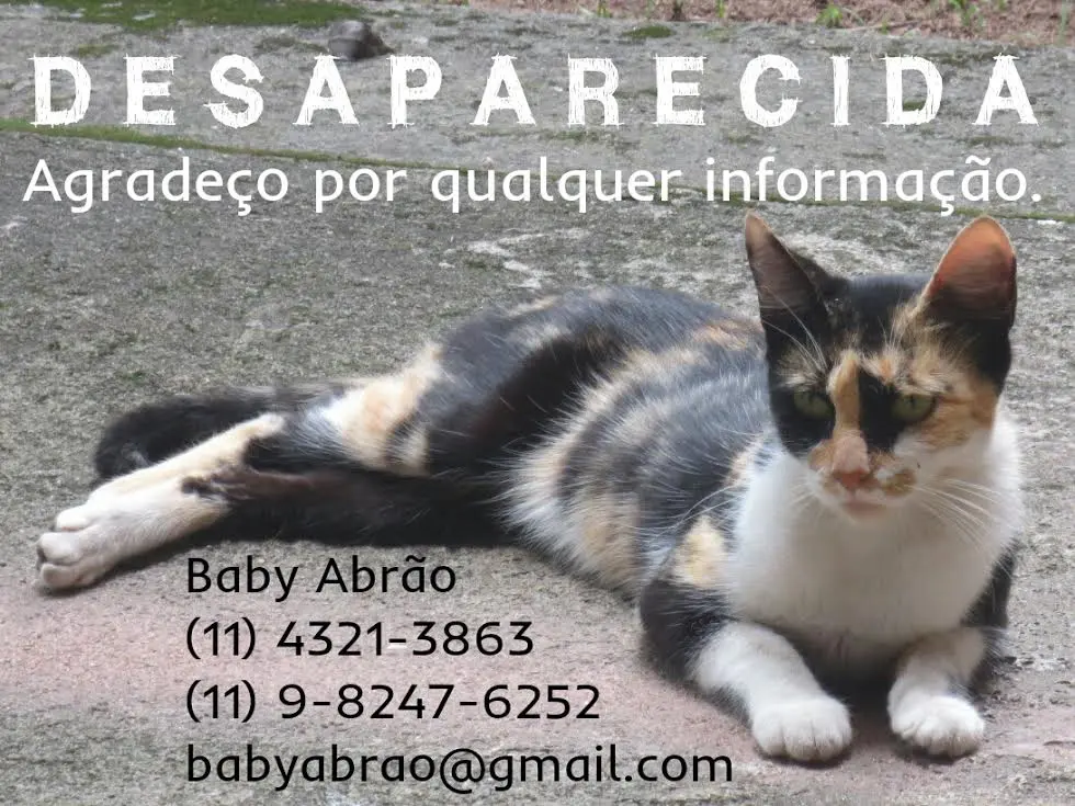 gata tricolor