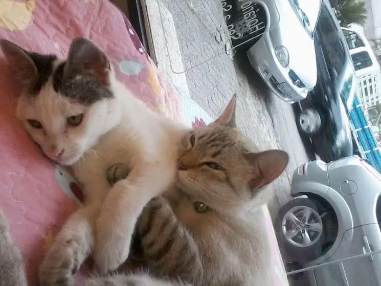gatos