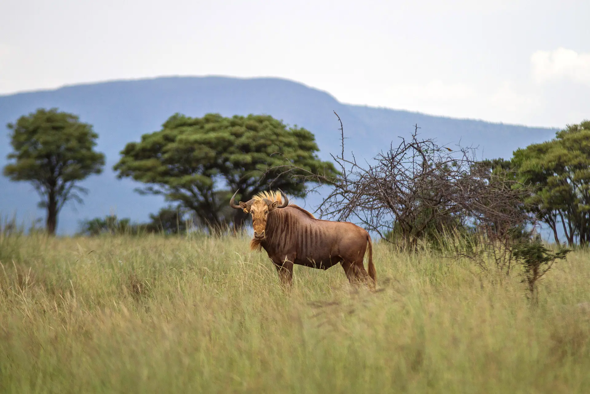 Gnu dourado criado para a morte. (Foto: Dean Hutton/Bloomberg)