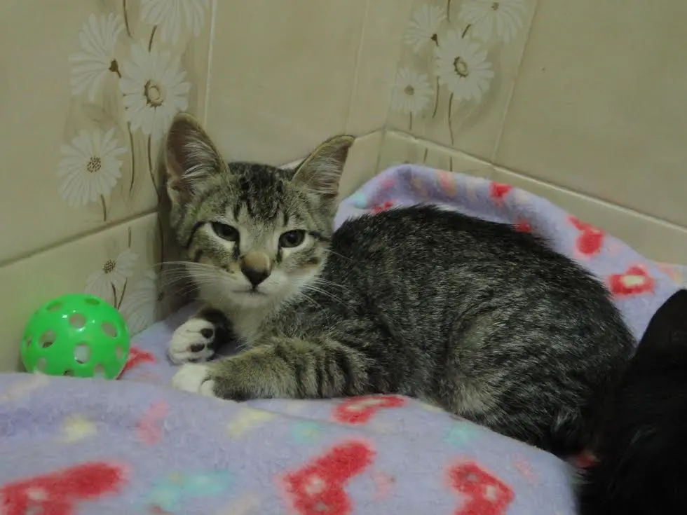 leon 1