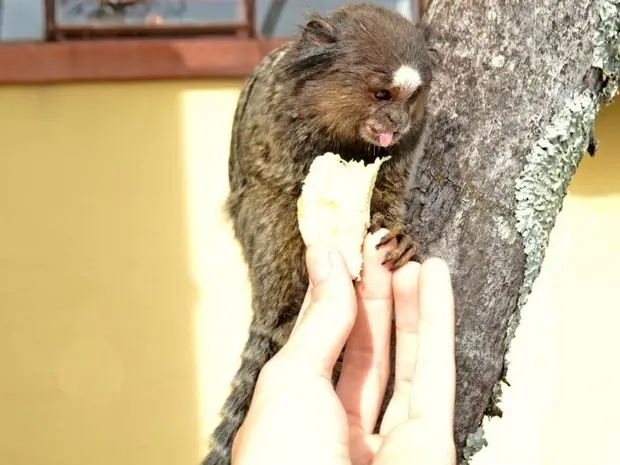 Sagui foi alimentado pelas pessoas que passavam no local (Foto: Flaw Bone/Prefeitura de São Roque)