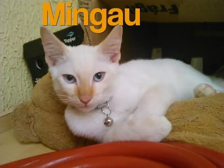 mingau