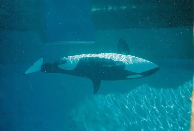 orca