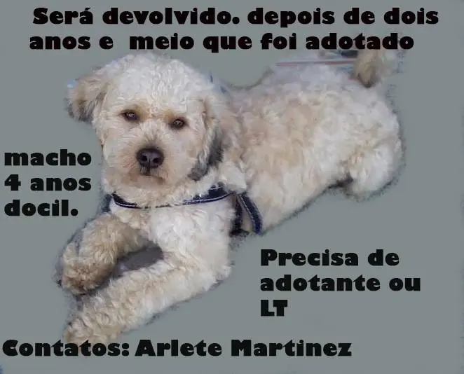 poodle