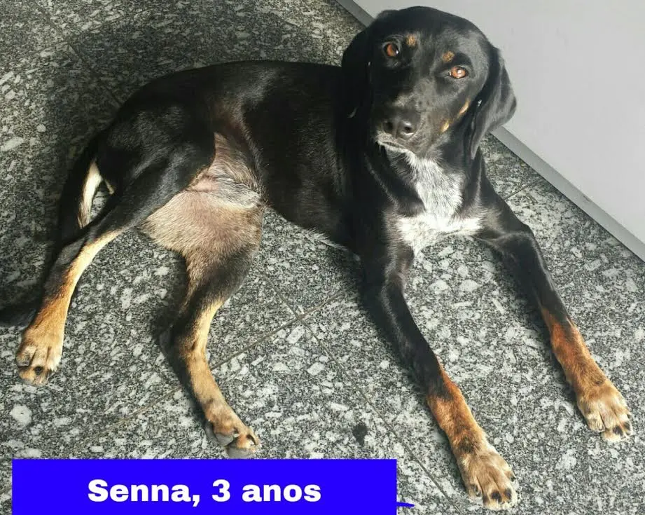 sena