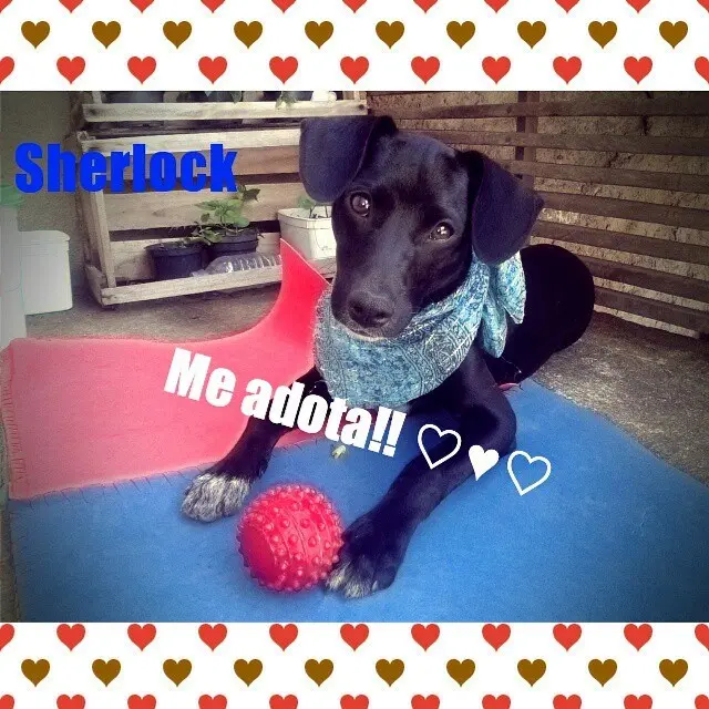 sherlock