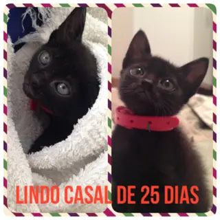 (Foto: Divulgação)