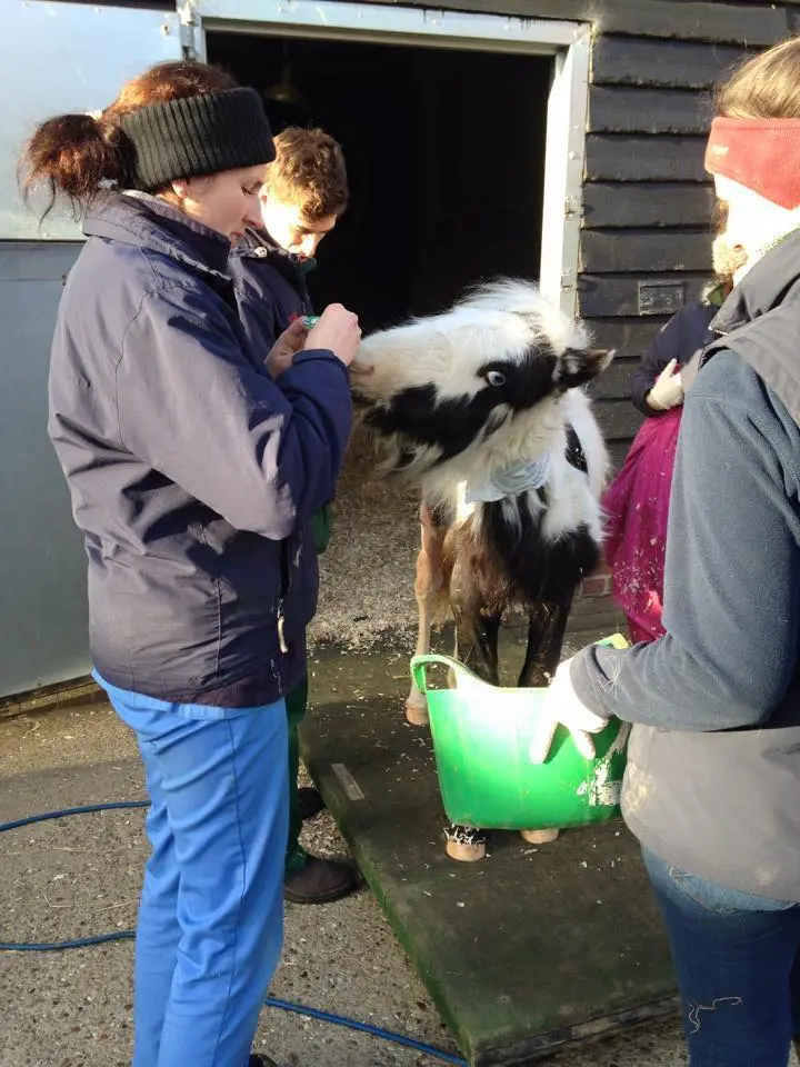 Foto: Catley Cross Veterinary Clinic