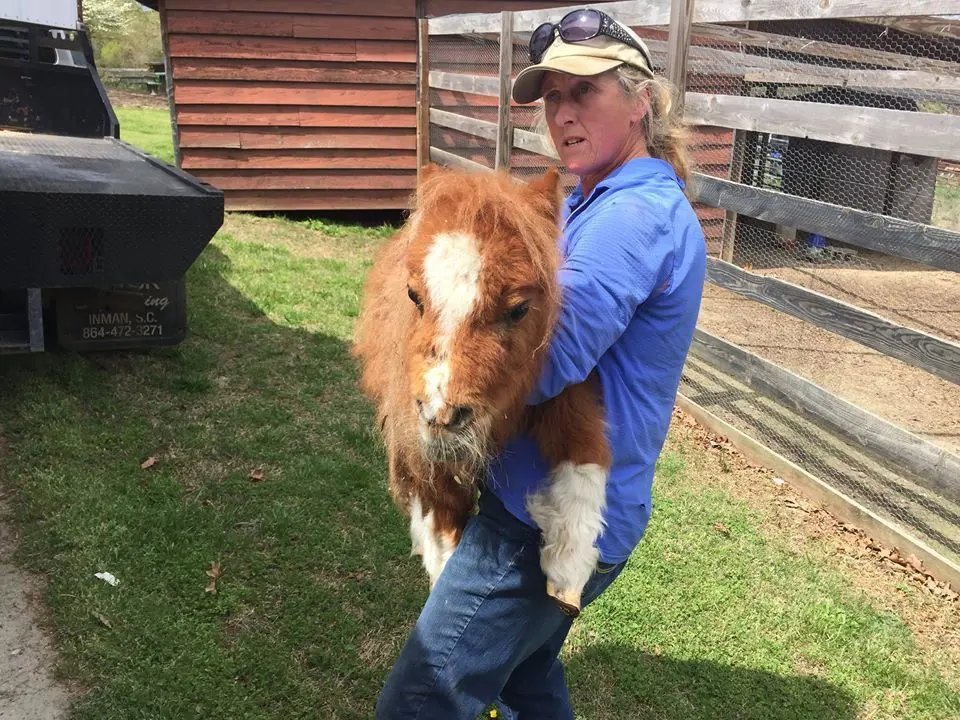 Foto: Facebook/Big Oaks Farm Rescue