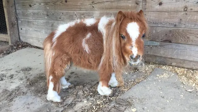 Foto: Facebook/Big Oaks Farm Rescue