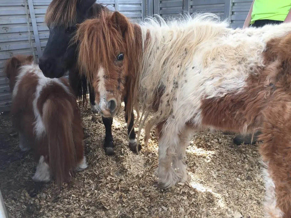 Foto: Facebook/Big Oaks Farm Rescue