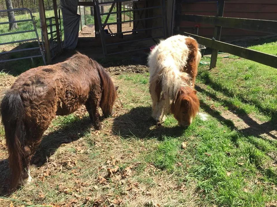 Foto: Facebook/Big Oaks Farm Rescue