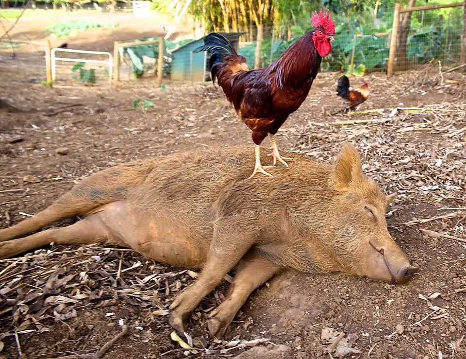 Rufus e Barney curtem suas novas vidas (Foto: Divulgação / One Green Planet)