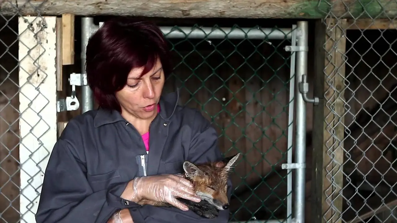 Jennifer Tremblay e a raposa Maxime. (Foto: Divulgação).