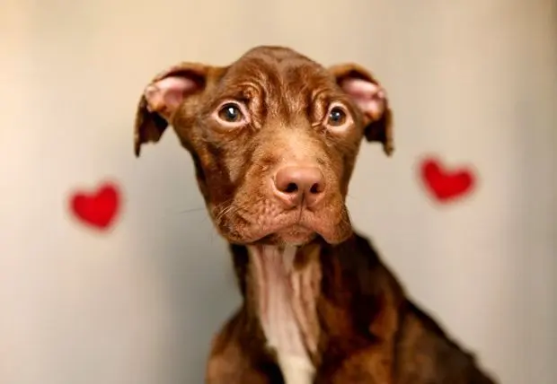 Pit bull Patrick, vítima de maus-tratos (Foto: Divulgação)