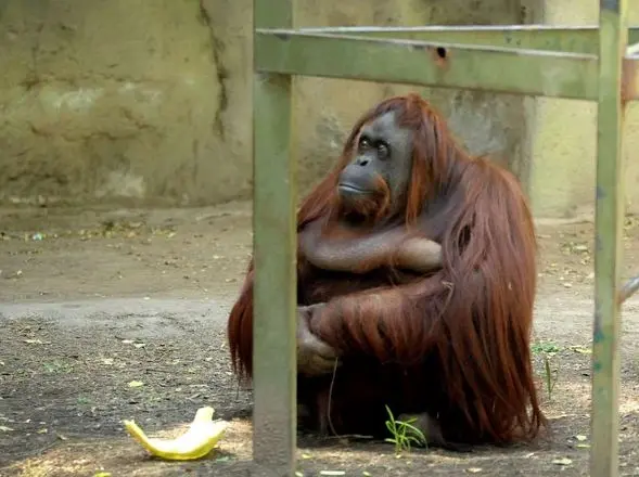 Sandra no zoológico argentino (Foto: Divulgação)