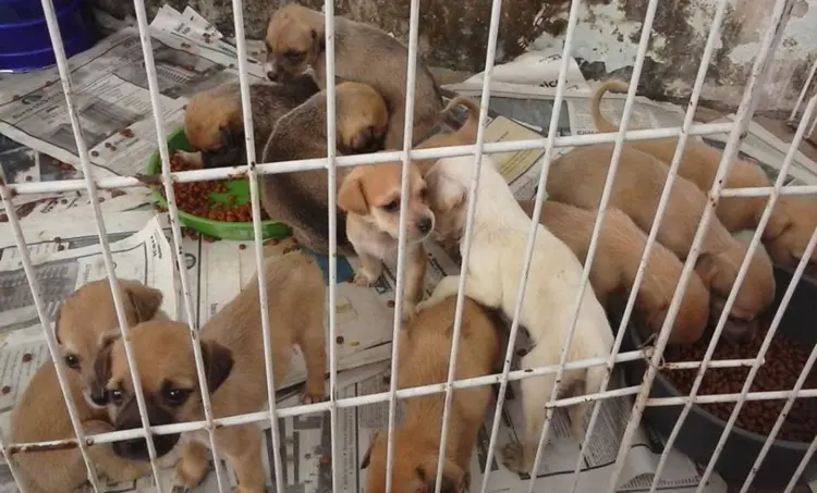 Foto: Divulgação