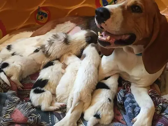 A cachorra Honey é mesmo uma mãezona. (Foto: Reprodução / Bluegrass Senior Dog Rescue)