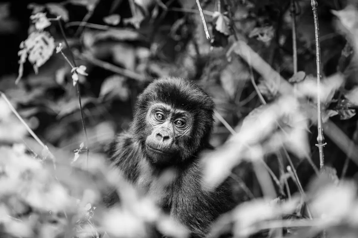 Foto: Adrian Steirn