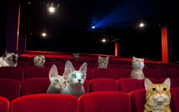 Foto: Indie Go Go/Great Kitten