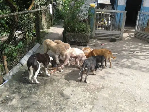 Animais abandonados estão em condições deploráveis (Foto: Divulgação)