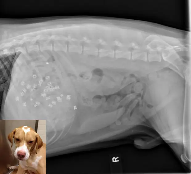 Foto: Veterinary Specialty and Emergency Center/AP