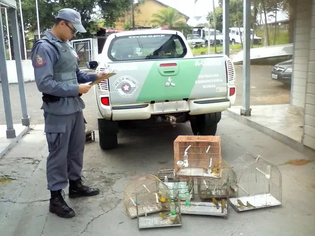 Foto: Polícia Ambiental/Divulgação