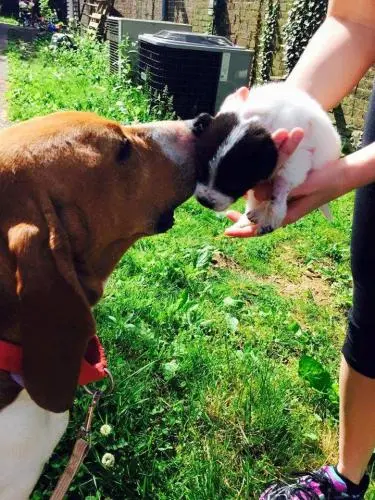 (Foto: Reprodução / Bluegrass Senior Dog Rescue)