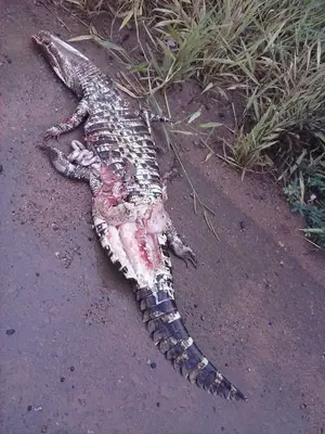 Foto: Rondônia Agora