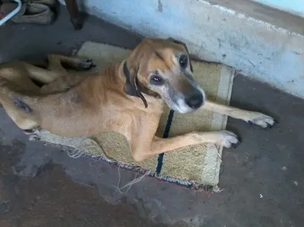 Maioria dos cães e gatos são idosos ou estão com a saúde debilitada. Foto: Divulgação/Facebook