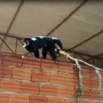 Fonte: Divulgação