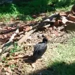 Fonte: Divulgação