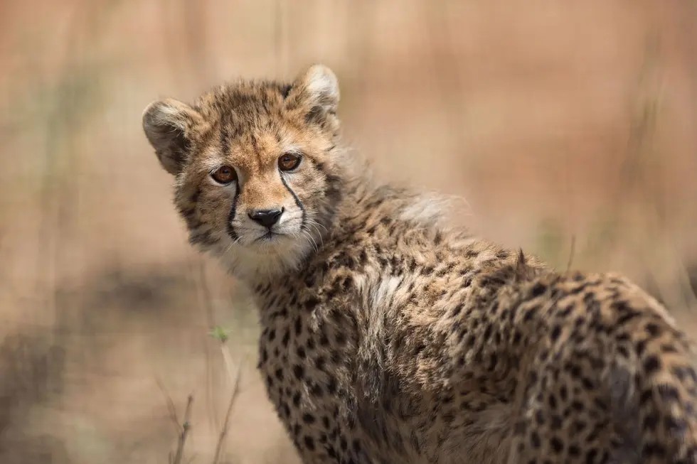 Foto: George Logan/Born Free Foundation