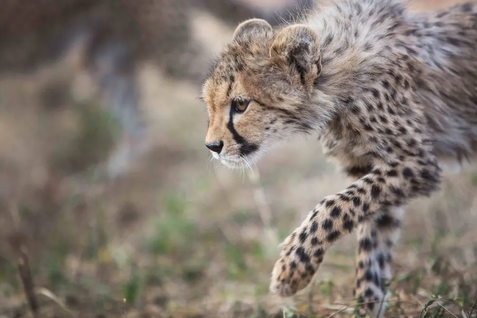 Foto: George Logan/Born Free Foundation
