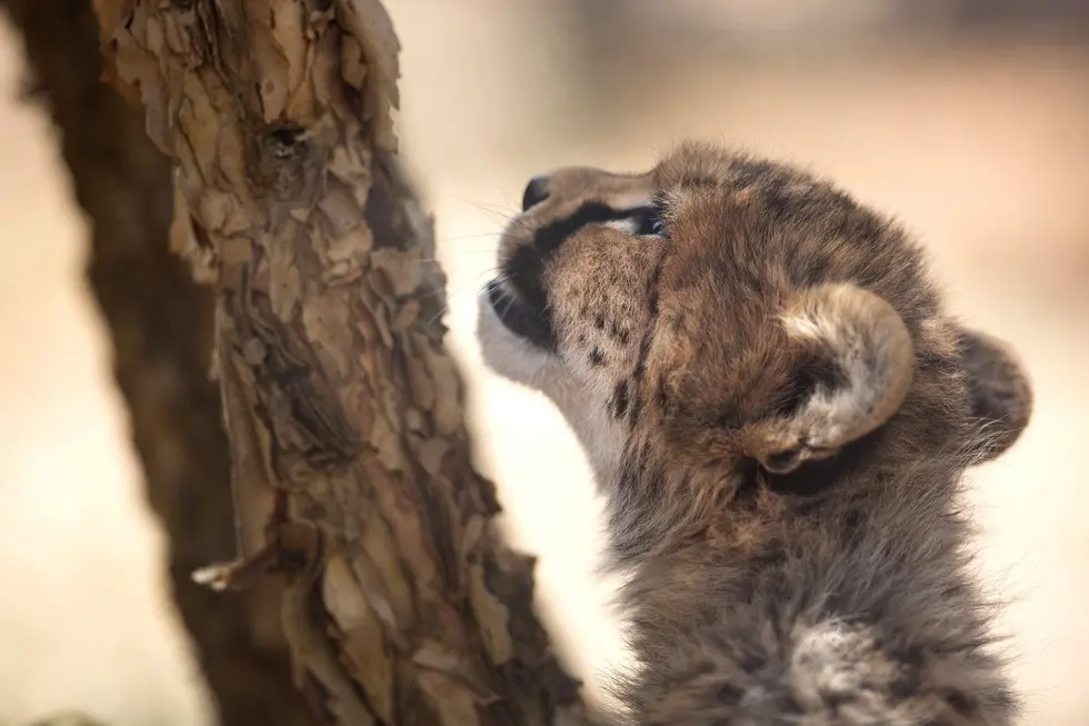 Foto: George Logan/Born Free Foundation