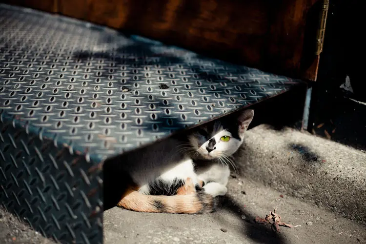 Gatos e pombos tem sido e encontrados mortos, com alguns sem a cabeça, nos distritos de Nerima e de Itabashi (Foto: Kim Olson)