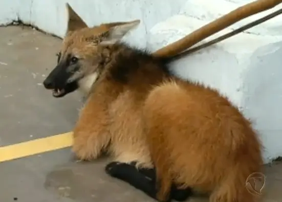 A loba se afastou da floresta e parou para descansar em frente a uma farmácia (Foto: Reprodução)