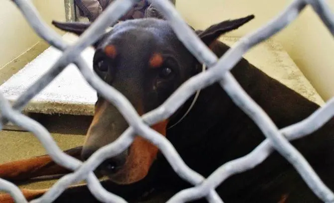 O doberman foi abandonado. (Foto: Reprodução / Bark Post) 