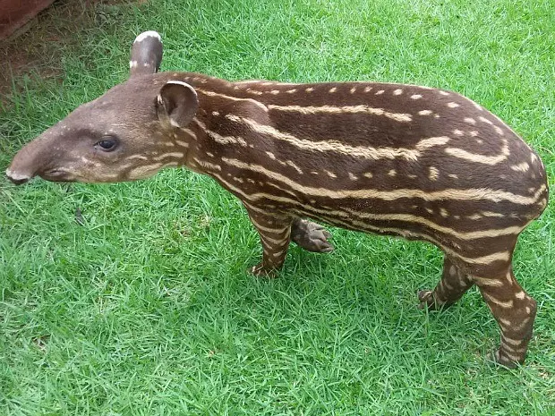Anta foi resgatada pela gerência de fauna do Ipaam (Foto: Divulgação/Ipaam)