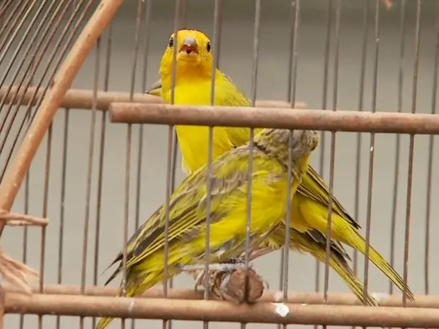 Aves apresentam 'estado bravio' porque foram capturadas recentemente, diz policial (Foto: Antonio Luiz/EPTV)