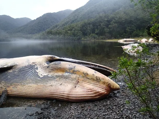 Foto de 21 de abril mostra baleias da espécie Sei encalhadas na costa sudeste do Golfo de Penas, no Chile (Foto: Vreni Haussermann, Huinay Scientific Field Station via AP)