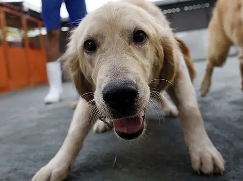 Animais que são mau-tratados são levados para ONGs ou para o Centro de Controle de Zoonoses para serem cuidados (Arquivo AC)