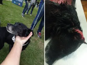 Estado da cachorra Belinha após tortura comoveu moradores de Petrópolis (Foto: Rosana Portugal / Arquivo Pessoal)