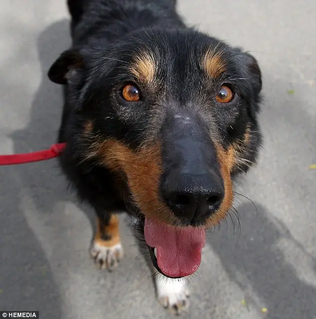 Apesar do susto, o cão está bem. (Foto: Reprodução / Daily Mail UK) 