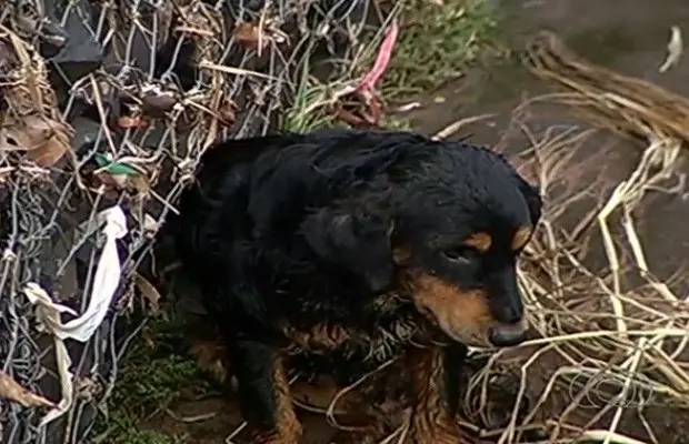 Cão tremia de frio dentro de córrego em Rio Verde (Foto: Reprodução/TV Anhanguera)