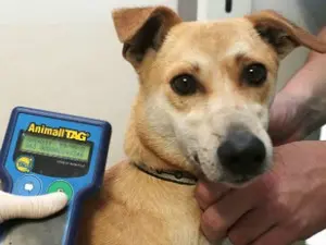 Unidade hospitalar deve popularizar atendimento médico a animais (Foto: Jaelson Lucas/SMCS)