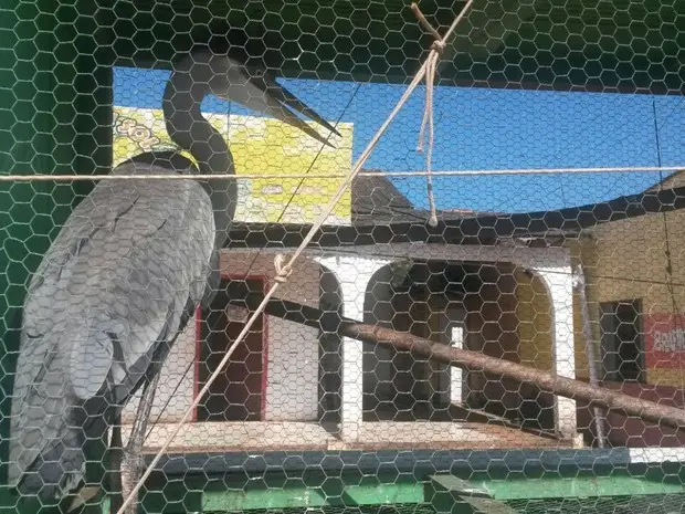 Ave foi encontrada em quintal de residência em Guajará-Mirim (Foto: Leile Ribeiro/TV Guajará)