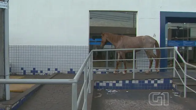 Moradores vizinhos ao banco e clientes ficaram surpresos com o animal (Foto: Márcio Meirelles/EPTV)